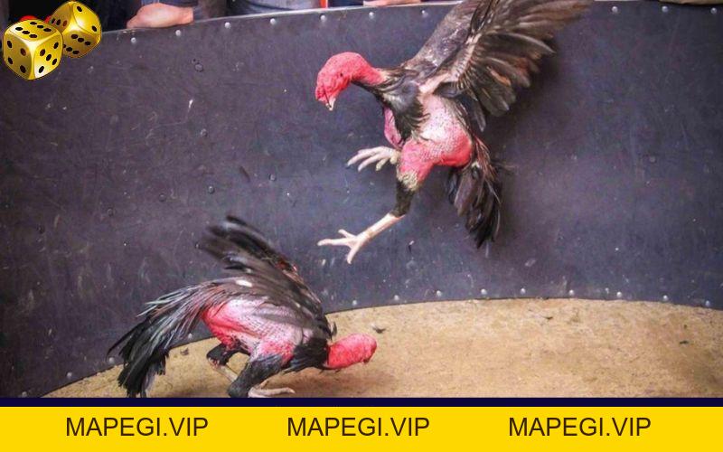 Đá Gà Go8 - Thỏa Mãn Với Các Trận Đối Đầu Của Chiến Kê - MAPEGI