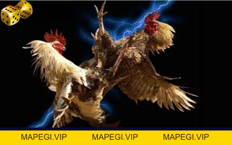 Đá Gà Go8 - Thỏa Mãn Với Các Trận Đối Đầu Của Chiến Kê - MAPEGI