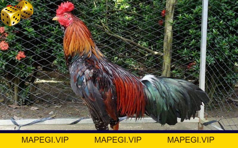 Đá Gà Go8 - Thỏa Mãn Với Các Trận Đối Đầu Của Chiến Kê - MAPEGI