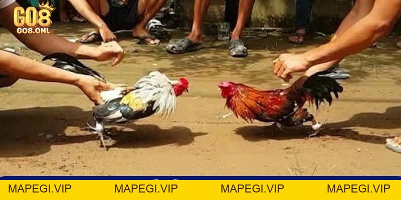 Top 5 Cách Đá Gà Thomo Đưa Trận Đấu Đến Cao Trào Gay Cấn - MAPEGI