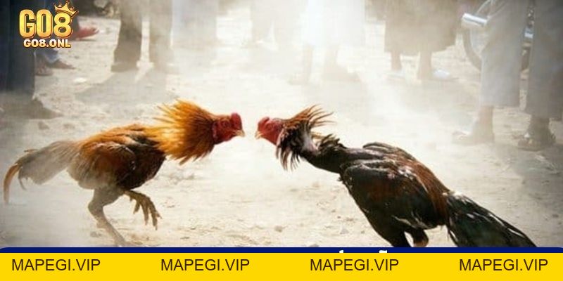 Đá Gà C3 Là Gì? Góc Nhìn Toàn Diện Từ Luật Đến Chiến Thuật - MAPEGI
