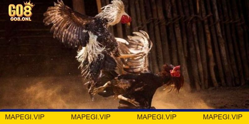 Đá Gà 99 Là Gì? Bí Mật Thu Hút Người Chơi Muốn Khám Phá - MAPEGI