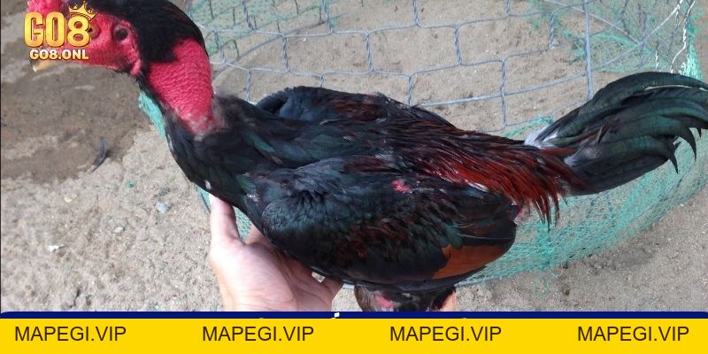 Kinh Nghiệm Chọn Gà Chọi Hay: Từ Ngoại Hình Đến Thần Kê - MAPEGI