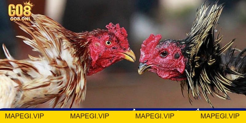 Kinh Nghiệm Chọn Gà Chọi Hay: Từ Ngoại Hình Đến Thần Kê - MAPEGI
