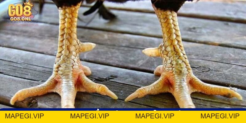 Kinh Nghiệm Chọn Gà Chọi Hay: Từ Ngoại Hình Đến Thần Kê - MAPEGI