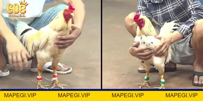 Đá Gà C3 Là Gì? Góc Nhìn Toàn Diện Từ Luật Đến Chiến Thuật - MAPEGI