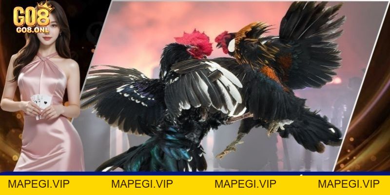 GO8 365s - Link Trang Chủ GO8 COM Chính Thức Uy Tín +9393k - MAPEGI