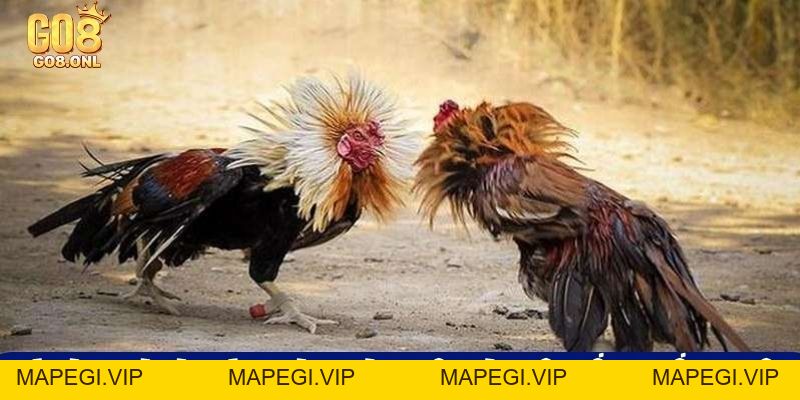 Đá Gà Go8 - Thỏa Mãn Với Các Trận Đối Đầu Của Chiến Kê - MAPEGI