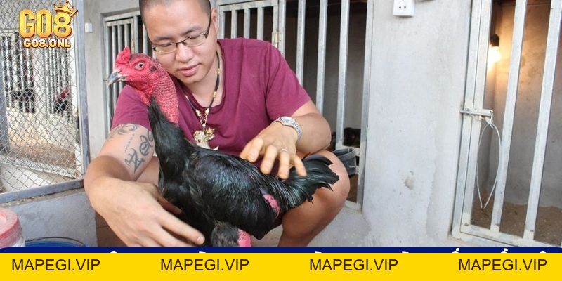 Đá Gà Go8 - Thỏa Mãn Với Các Trận Đối Đầu Của Chiến Kê - MAPEGI
