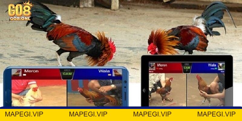 Đá Gà 99 Là Gì? Bí Mật Thu Hút Người Chơi Muốn Khám Phá - MAPEGI