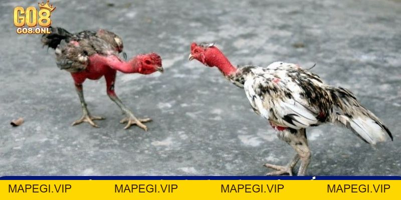 Kinh Nghiệm Chọn Gà Chọi Hay: Từ Ngoại Hình Đến Thần Kê - MAPEGI