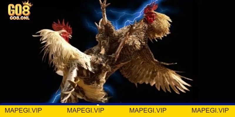 Đá Gà 99 Là Gì? Bí Mật Thu Hút Người Chơi Muốn Khám Phá - MAPEGI