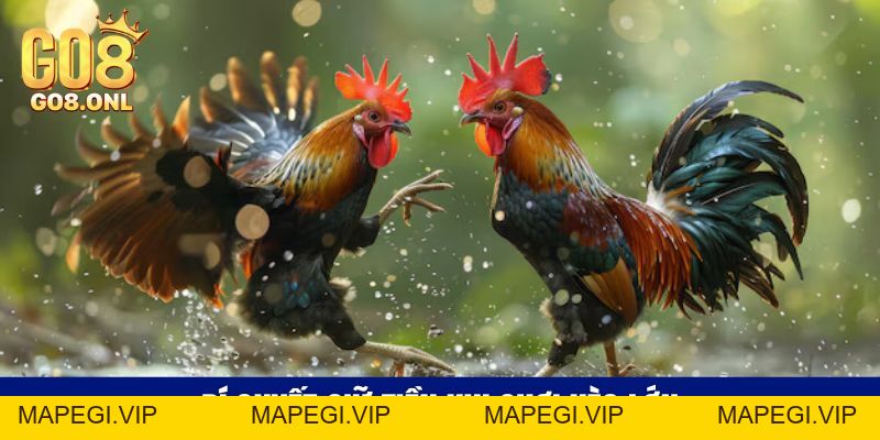 Trận Gà 50 Tỷ - Bí Mật Đằng Sau Con Số Kỷ Lục Trên Sàn Đấu - MAPEGI